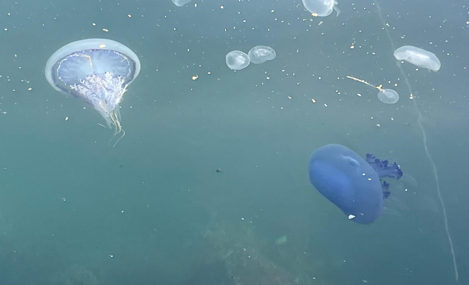 Bir gecede yüzlerce denizanası ölüsü kıyıya vurdu! Nedeni ortaya çıktı - 1. Resim