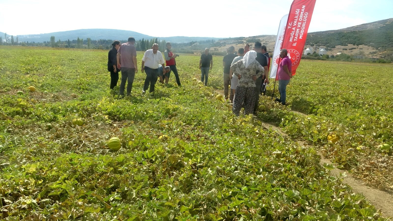 Çıkılmayıp inilen yaylada yüz yıllık miras! 'Yayla Kavunu' coğrafi işaret yolunda - 1. Resim