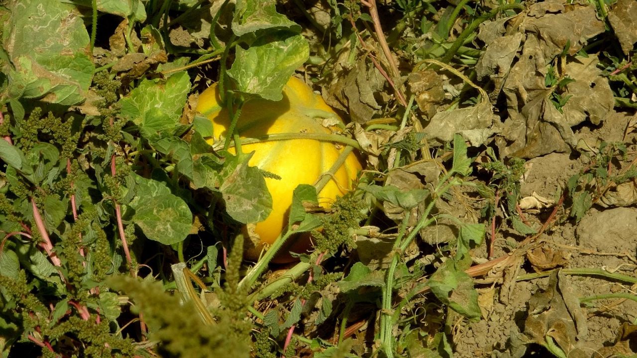 Çıkılmayıp inilen yaylada yüz yıllık miras! &#039;Yayla Kavunu&#039; coğrafi işaret yolunda