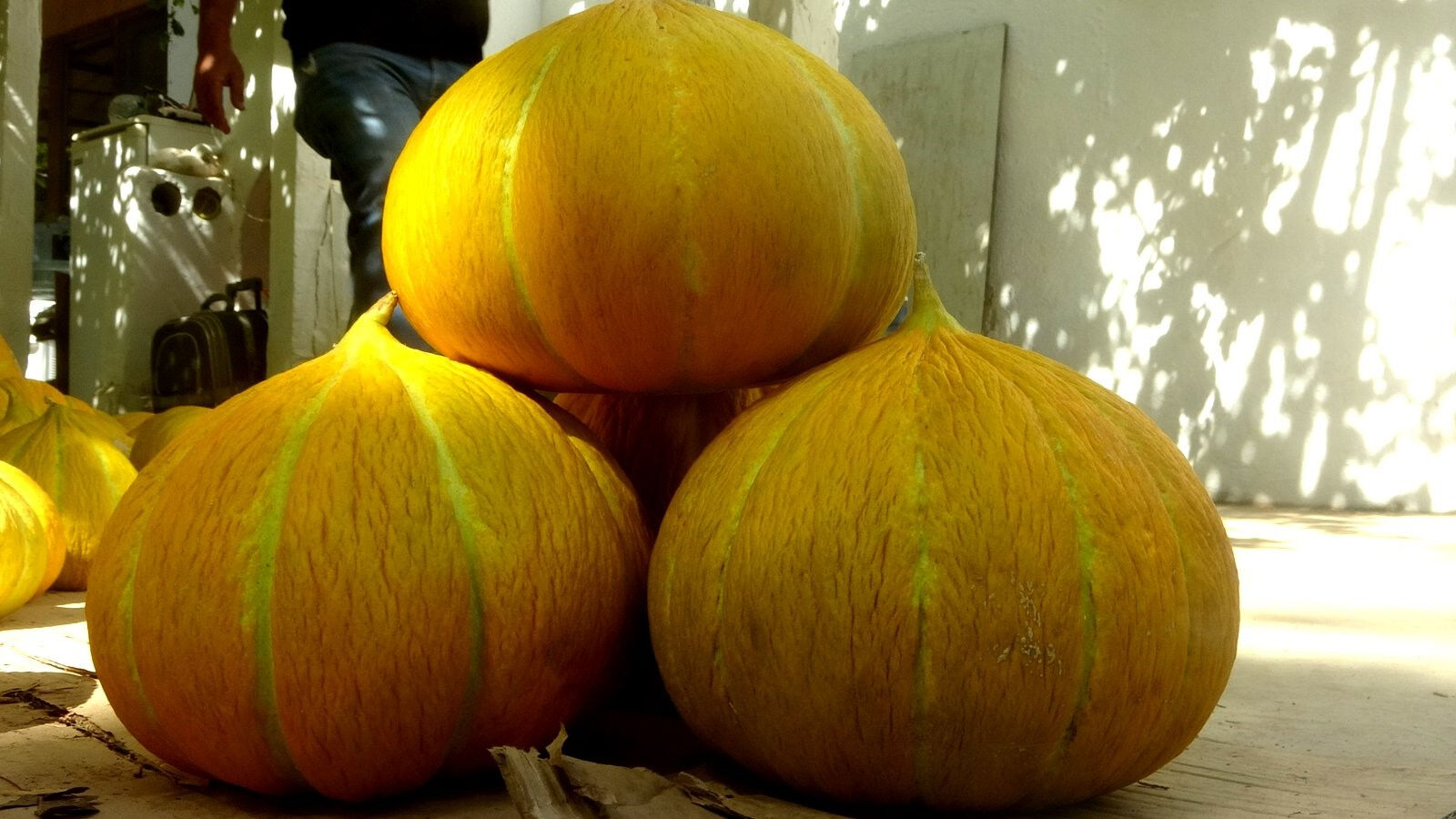 Çıkılmayıp inilen yaylada yüz yıllık miras! 'Yayla Kavunu' coğrafi işaret yolunda - 4. Resim