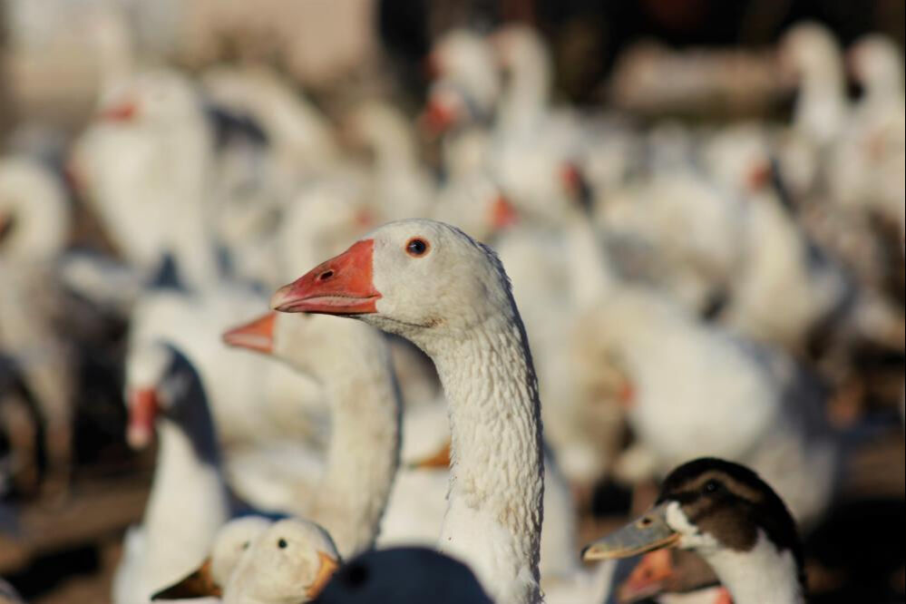 5 kaz ile başladığı işi yürüdü gitti! Yozgatlı girişimci kilosunu 650 liradan satıyor - 4. Resim