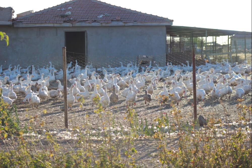 5 kaz ile başladığı işi yürüdü gitti! Yozgatlı girişimci kilosunu 650 liradan satıyor - 2. Resim