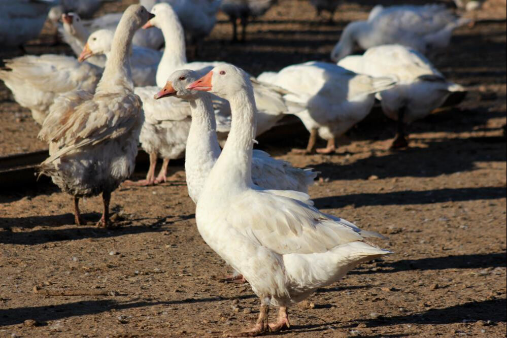 5 kaz ile başladığı işi yürüdü gitti! Yozgatlı girişimci kilosunu 650 liradan satıyor - 3. Resim