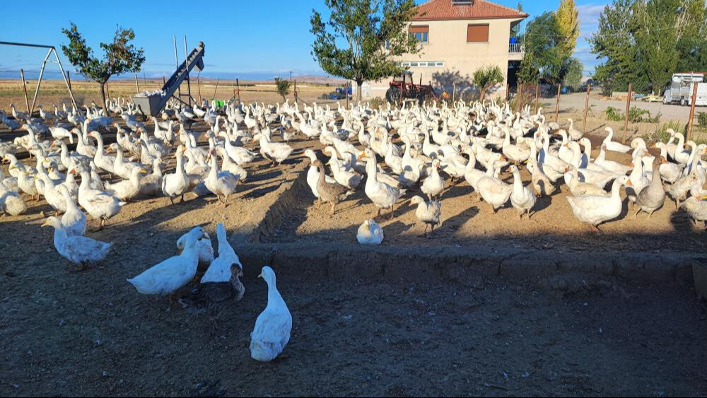 5 kaz ile başladığı işi yürüdü gitti! Yozgatlı girişimci kilosunu 650 liradan satıyor - 1. Resim