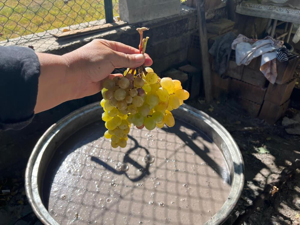 Atalarından kalan yöntemle kazan kazan pekmez üretiyorlar: Litresini dudak uçuklatan fiyata satıyorlar - 5. Resim