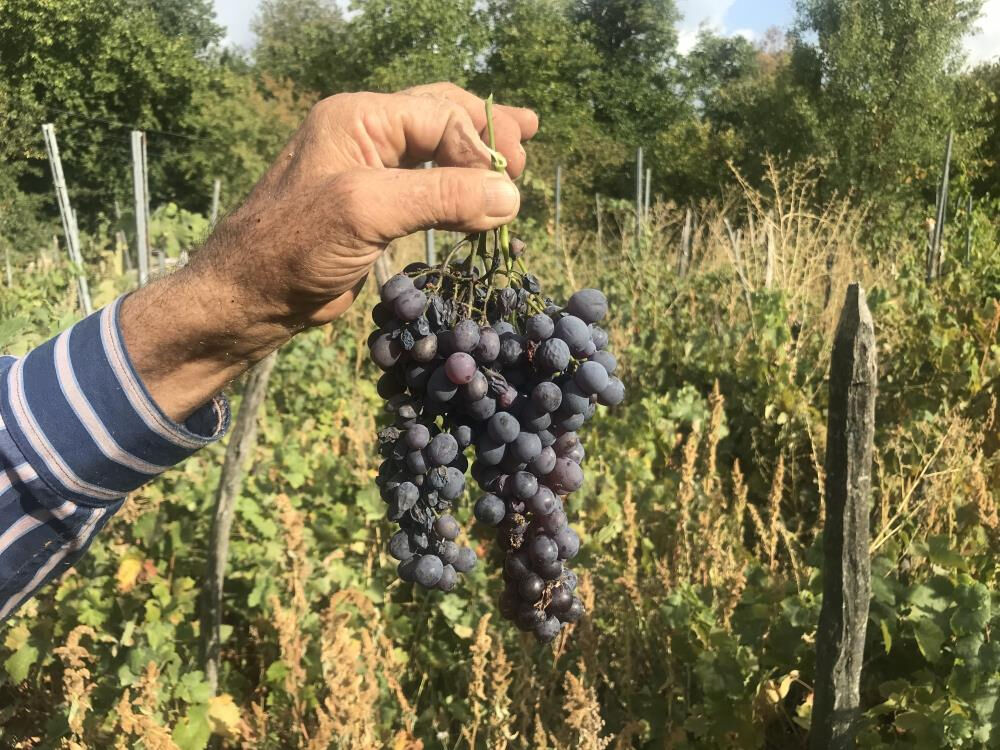 Atalarından kalan yöntemle kazan kazan pekmez üretiyorlar: Litresini dudak uçuklatan fiyata satıyorlar - 4. Resim