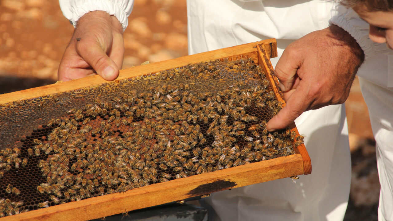 Mersin'de ürettikleri bal Fransa ve İngiltere'den ödülle döndü! "Bu kaliteyi gelecek nesillere aktaracağız" - 1. Resim