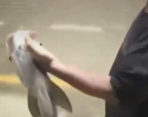 Ragasa Tayfun'u sonrası insanlar balık avına çıktı! Görüntüler tartışma konusu oldu - 1. Resim