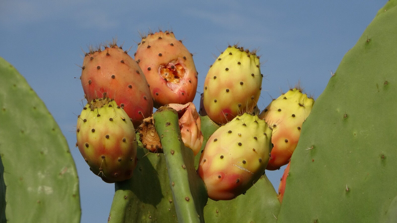 Türkiye'nin ilk tescilli dikenli incir bahçesi! Başlarken alay konusuydu, şimdi 10 tonun tamamını yurt dışına satıyor - 2. Resim