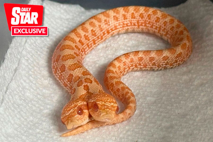 100 binde bir ihtimal gerçekleşti: Utah’ta iki başlı yılan dünyaya geldi - 1. Resim