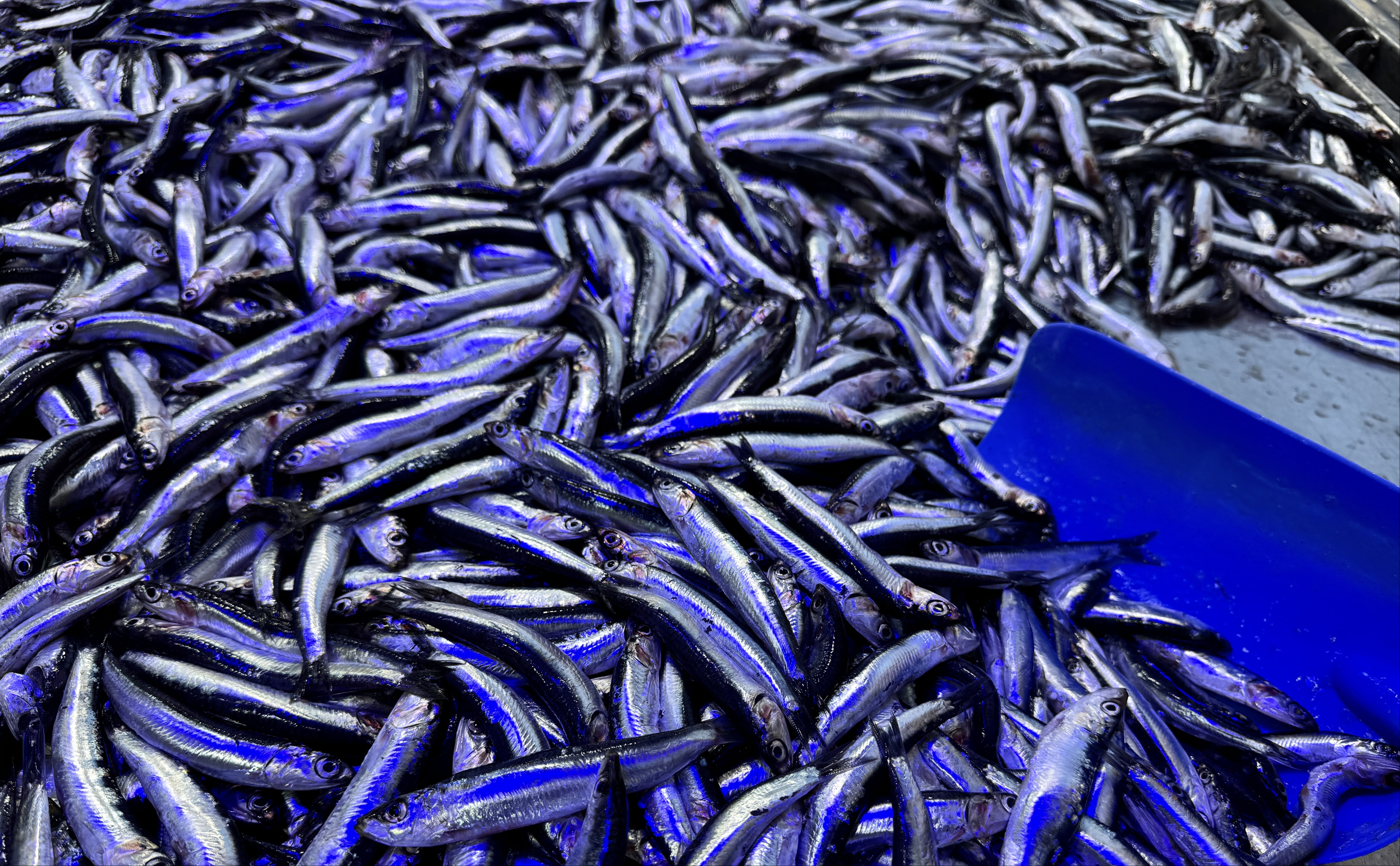 Hamsi için 6 ülkeye çağrı: Ortak kararlar alınsın - 1. Resim