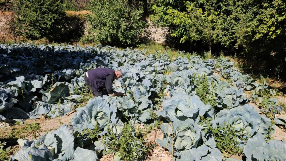 Malatya'da ata tohumu ile yetiştirilen lahanada hasat başladı! Tanesi 200 lira, bir alan bir daha geliyor - 2. Resim