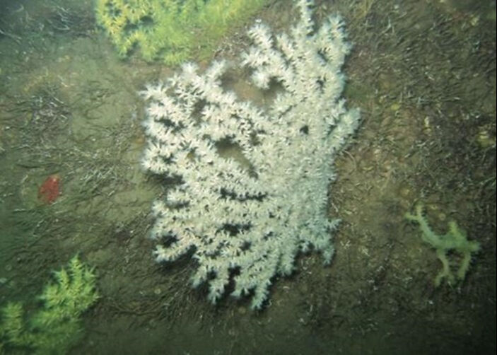 Müsilajın gölgesinde son umut: İş Bankası ve TÜDAV’dan Marmara’da yok olan mercanlar için ortak koruma projesi - 3. Resim