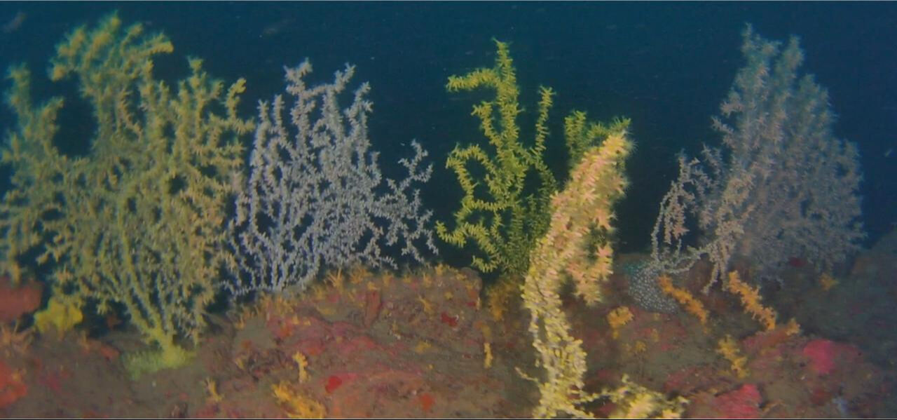 Müsilajın gölgesinde son umut: İş Bankası ve TÜDAV’dan Marmara’da yok olan mercanlar için ortak koruma projesi - 4. Resim