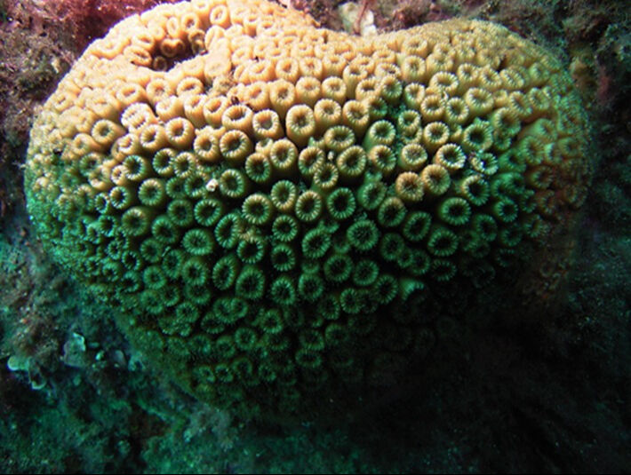 Müsilajın gölgesinde son umut: İş Bankası ve TÜDAV’dan Marmara’da yok olan mercanlar için ortak koruma projesi - 2. Resim