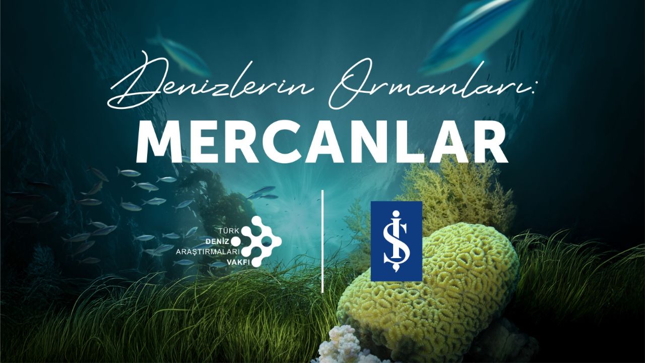 Müsilajın gölgesinde son umut: İş Bankası ve TÜDAV’dan Marmara’da yok olan mercanlar için ortak koruma projesi