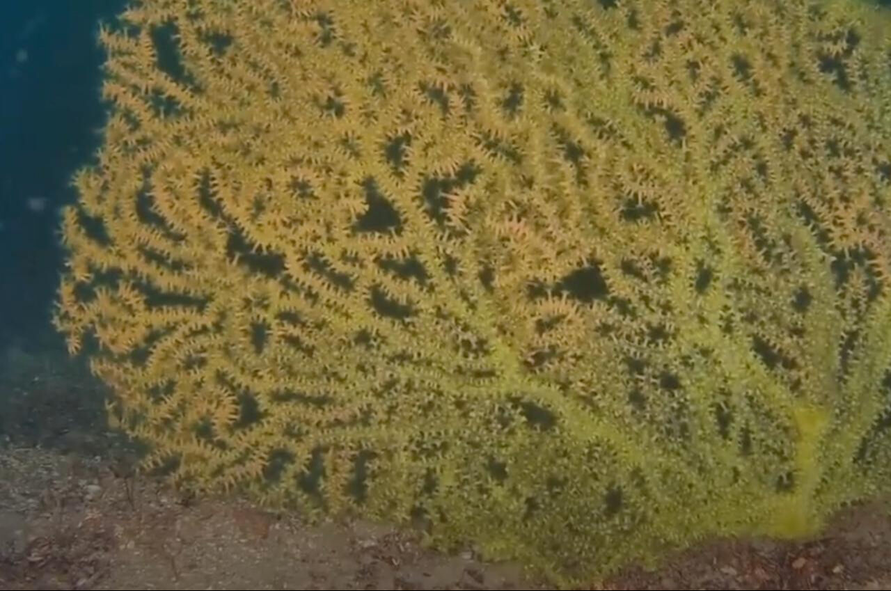 Müsilajın gölgesinde son umut: İş Bankası ve TÜDAV’dan Marmara’da yok olan mercanlar için ortak koruma projesi - 1. Resim