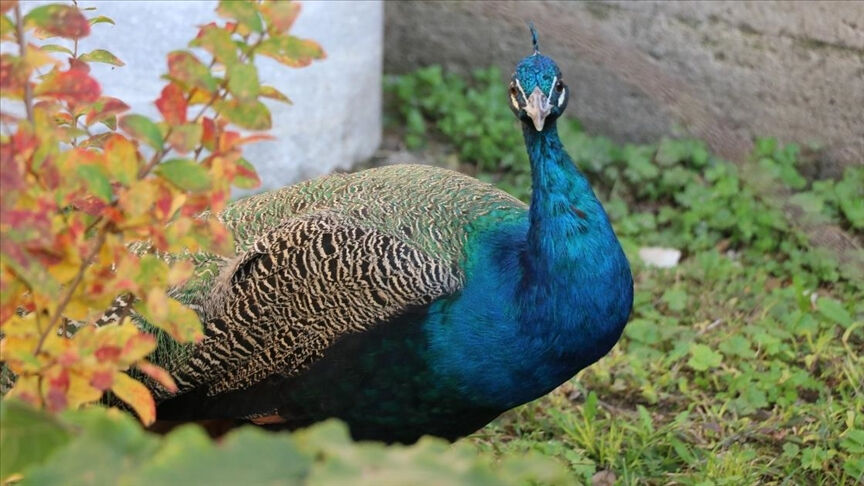 ABD'de komşu vahşeti! 'Tavus kuşu' tartışmasının ardından yaptığı pes dedirtti - 1. Resim