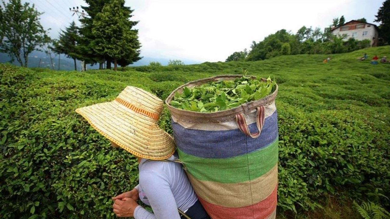 Çay paraları ne zaman yatacak? Ödeme tarihi araştırılıyor