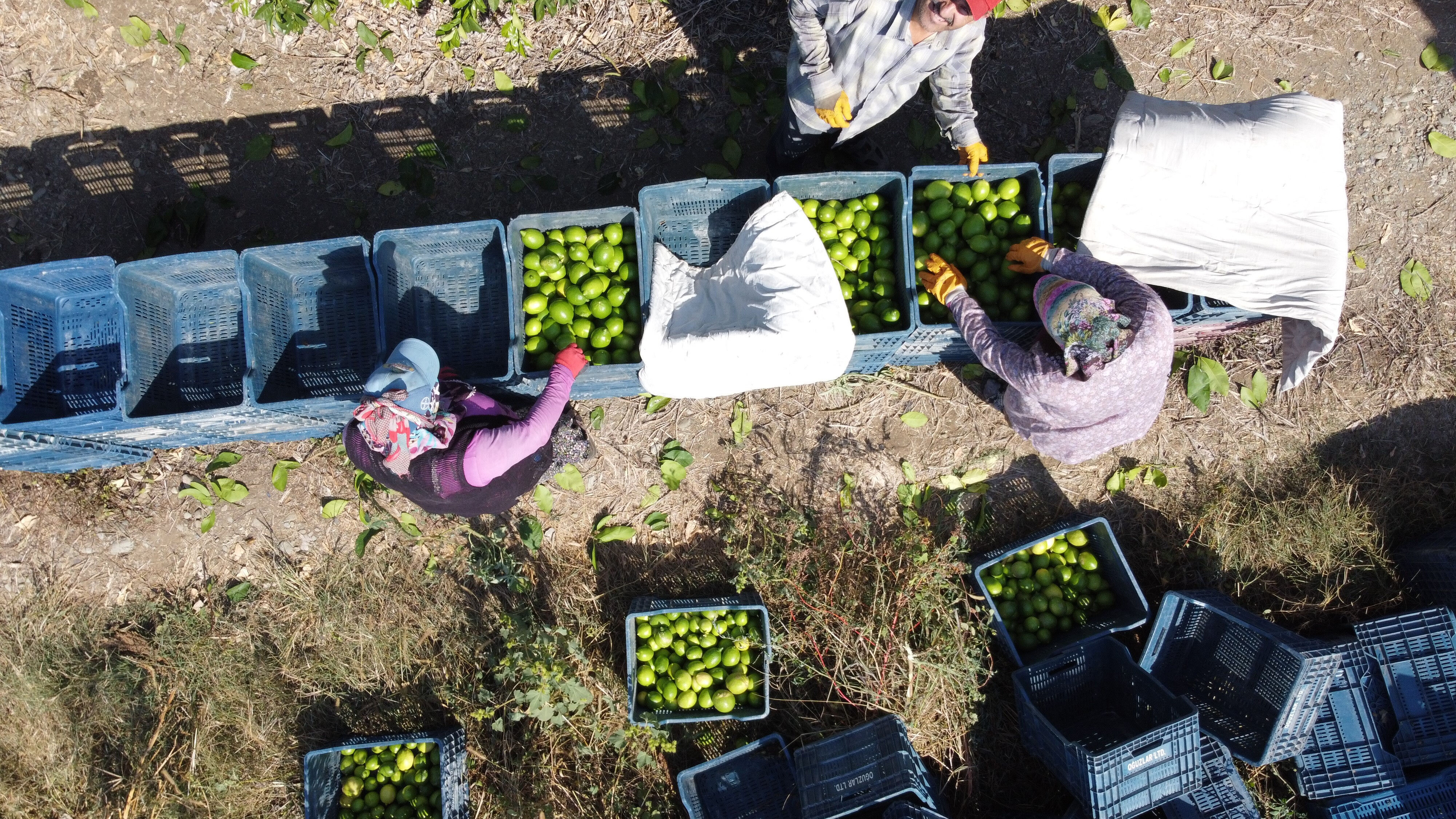 Geçen yıl bahçede 1 liraydı, bu yıl 20 lira! Limondaki verim kaybı fiyatlara yansıdı - 2. Resim