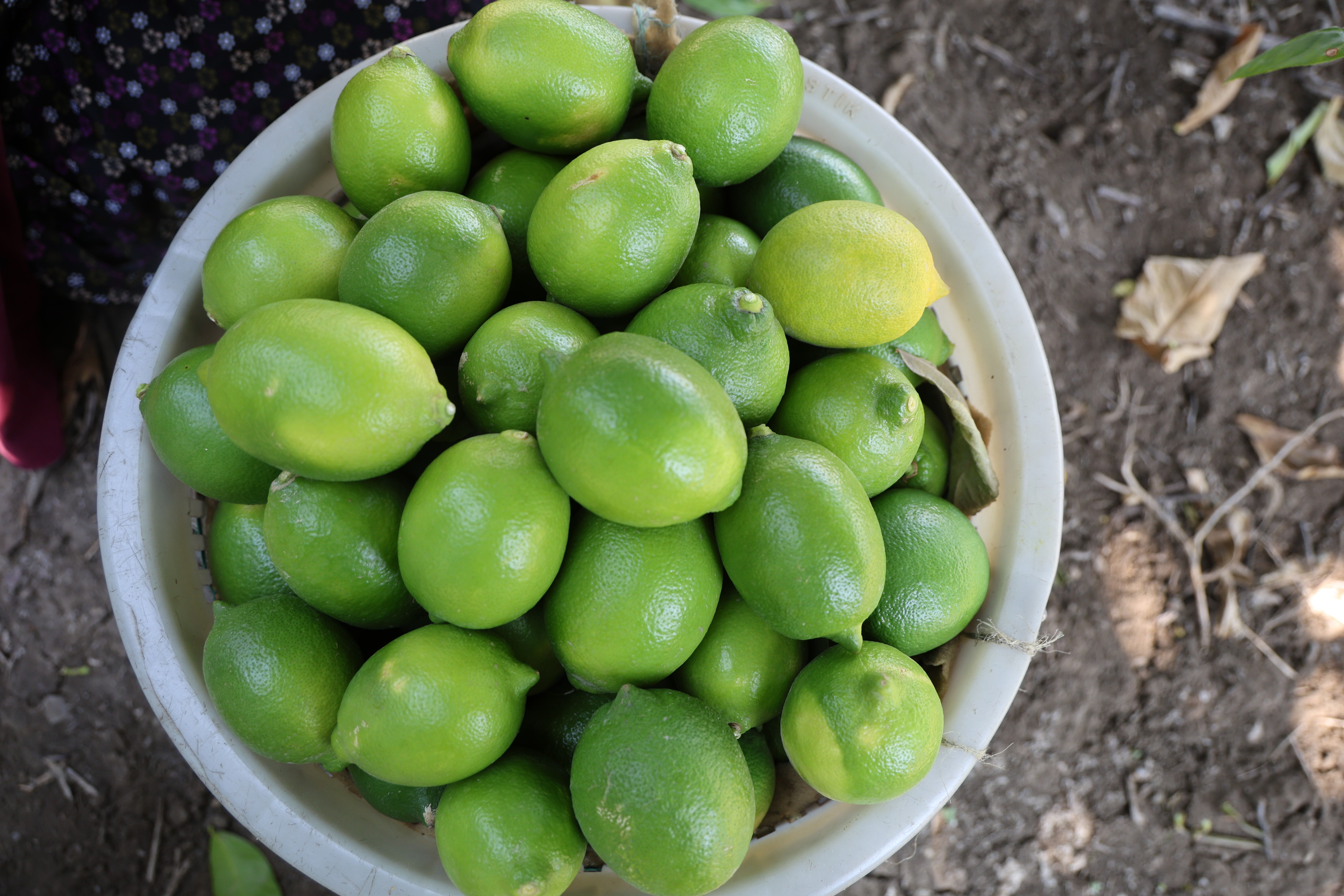 Geçen yıl bahçede 1 liraydı, bu yıl 20 lira! Limondaki verim kaybı fiyatlara yansıdı - 3. Resim