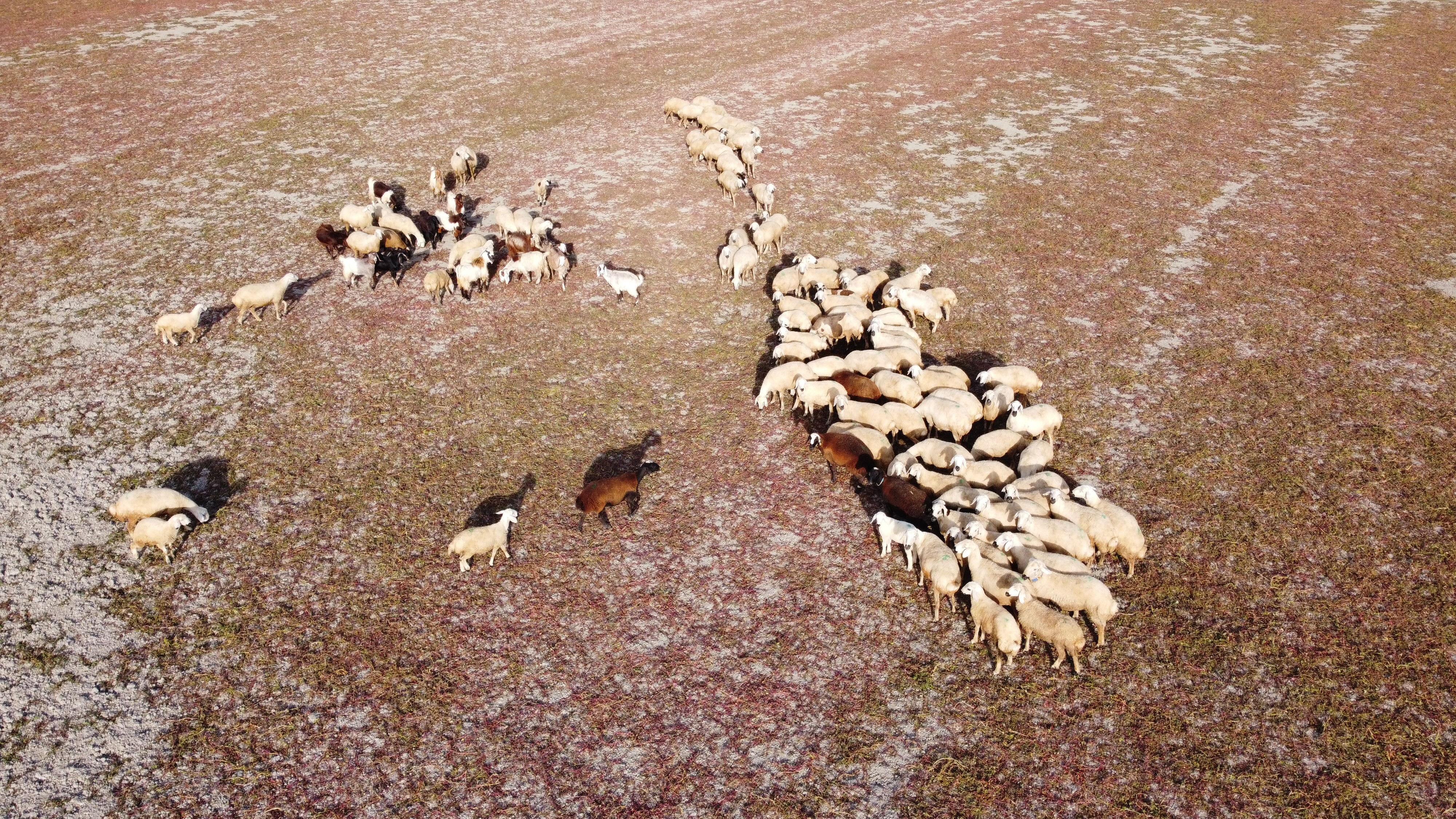Gelingüllü'de kuraklık vahim tablosu! Artık hayvanlar otluyor... - 2. Resim