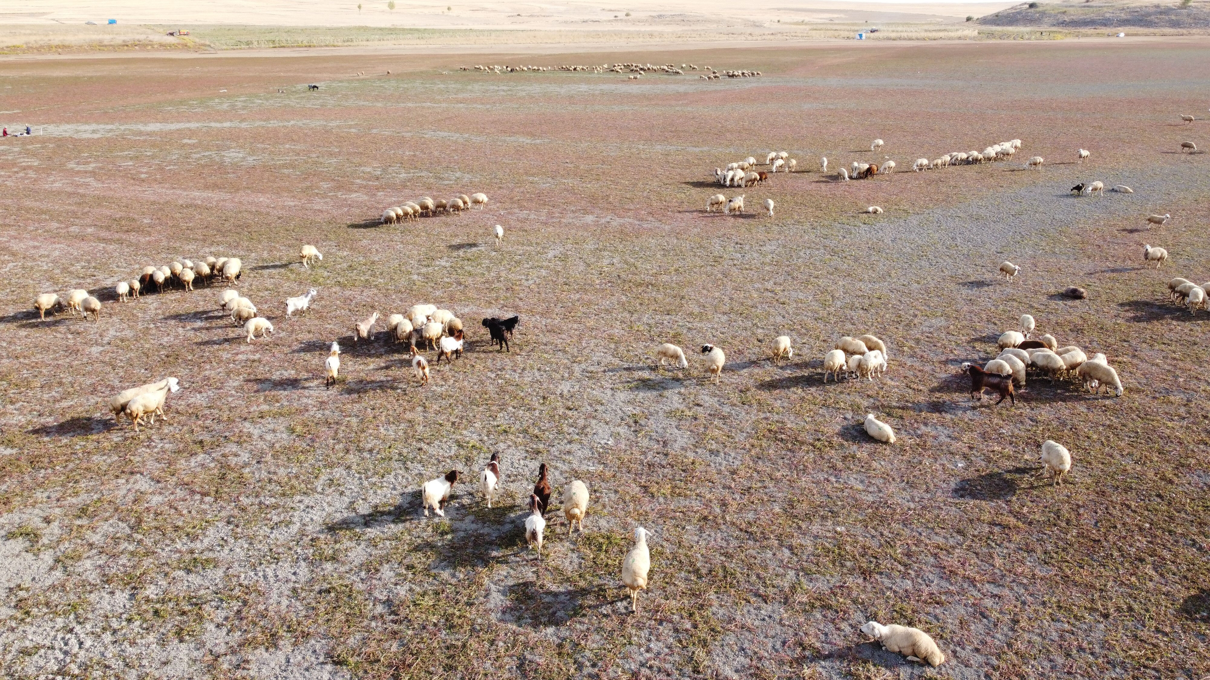 Gelingüllü'de kuraklık vahim tablosu! Artık hayvanlar otluyor... - 1. Resim
