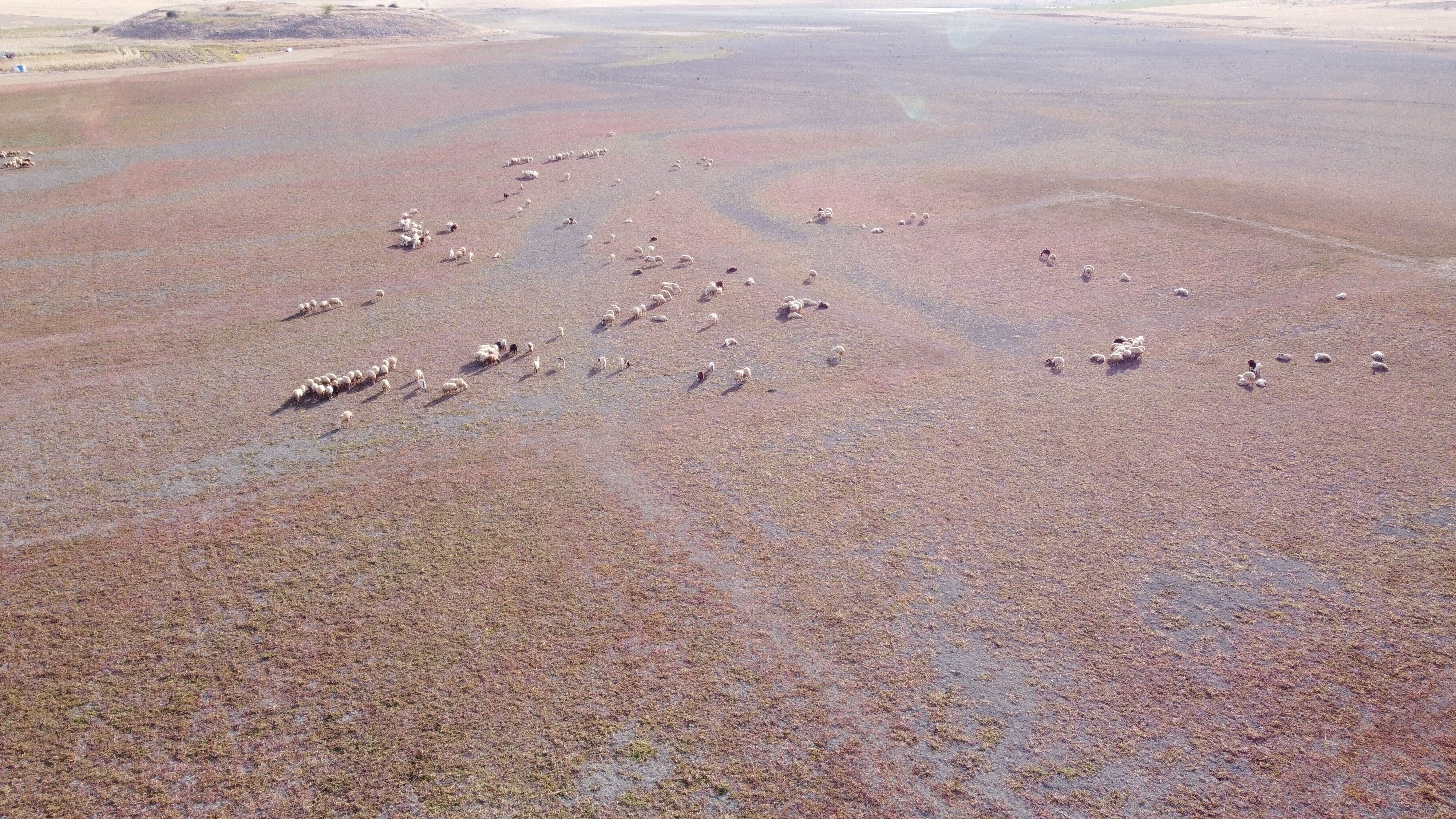 Gelingüllü'de kuraklık vahim tablosu! Artık hayvanlar otluyor... - 3. Resim