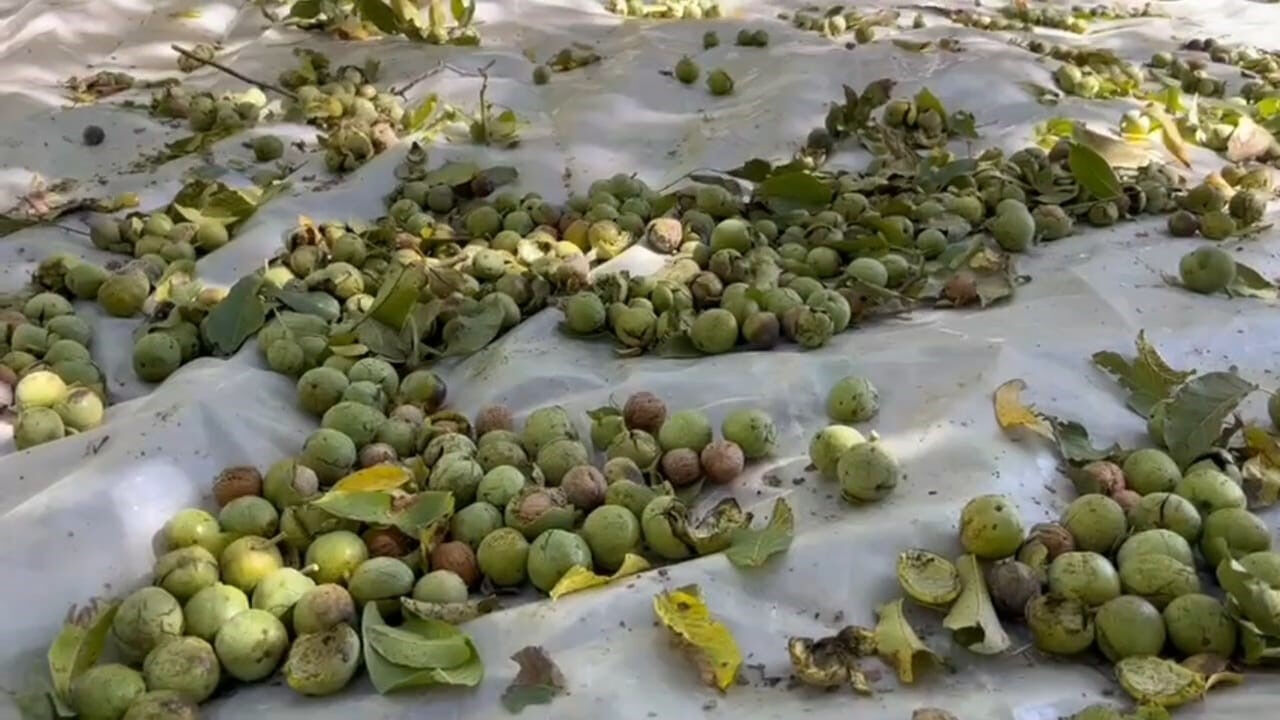 Ünü ülke sınırlarını aşan Adilcevaz cevizinde hasat başladı! İşte fiyatı... - 2. Resim