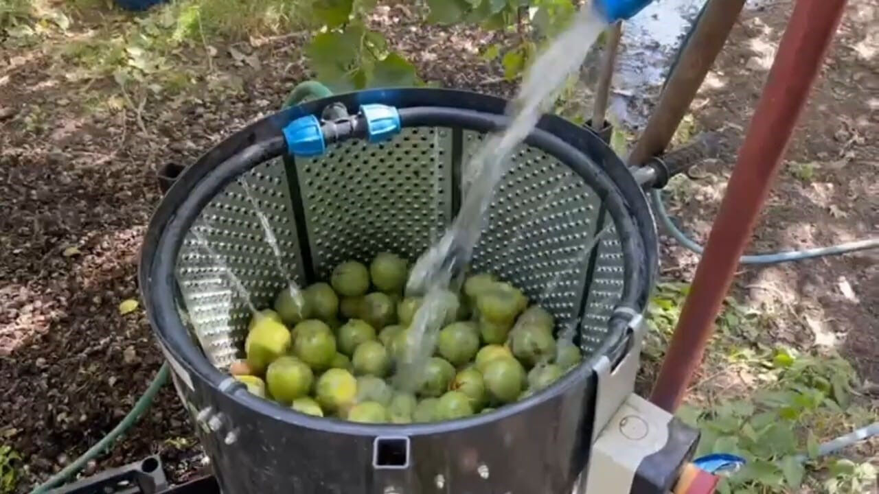 Ünü ülke sınırlarını aşan Adilcevaz cevizinde hasat başladı! İşte fiyatı... - 1. Resim