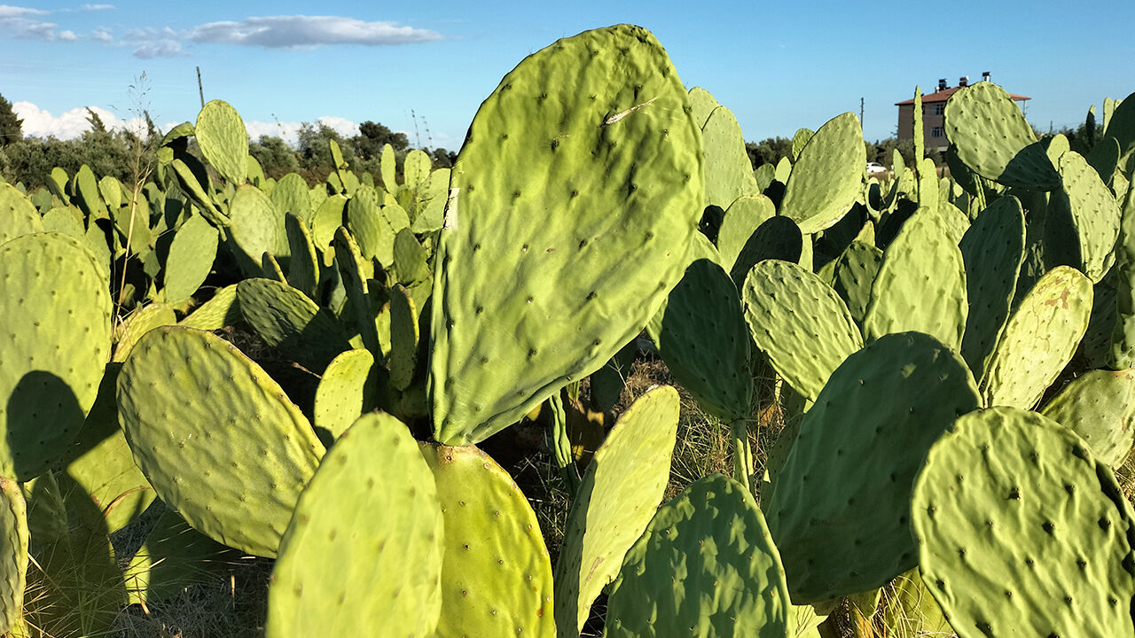 Dikenli incir üretimi yaygınlaşıyor! Bakımı kolay, hastalığı yok ve susuzluğa dayanıklı - 2. Resim