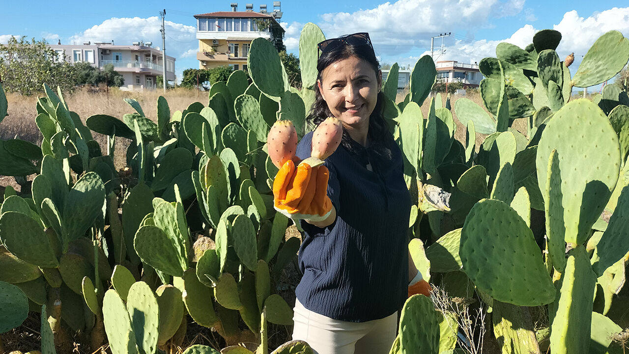 Dikenli incir üretimi yaygınlaşıyor! Bakımı kolay, hastalığı yok ve susuzluğa dayanıklı - 1. Resim