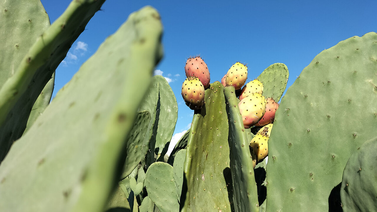 Dikenli incir üretimi yaygınlaşıyor! Bakımı kolay, hastalığı yok ve susuzluğa dayanıklı - 3. Resim
