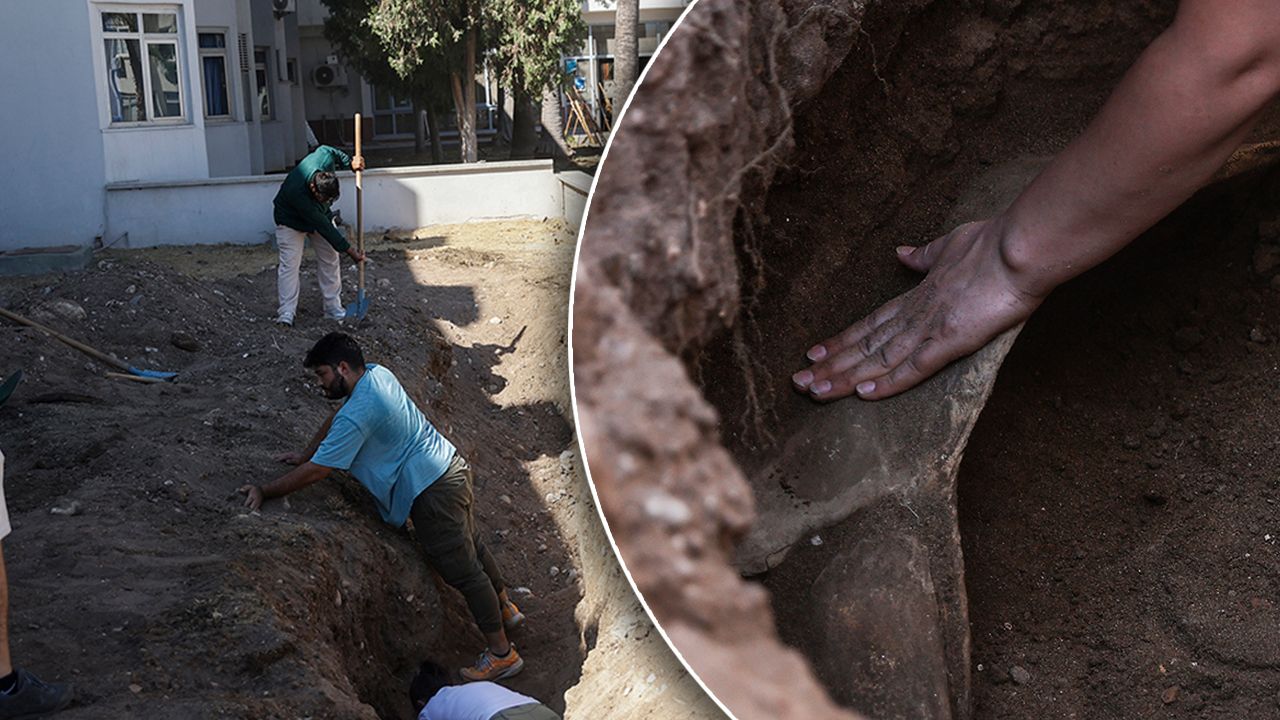 415 öğrenci gönüllü oldu! Fin balinası iskeletinin gün yüzüne çıkması için kazılar başladı - Yaşam