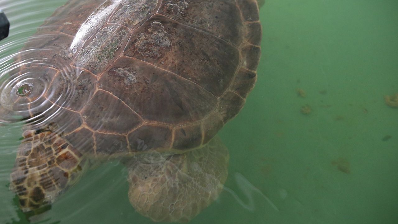 Caretta caretta’nın göç yoluna yakın takip! 2. Dünya turunda 7 bin km katetti Caretta caretta’nın göç yoluna yakın takip! 2. Dünya turunda 7 bin km katetti