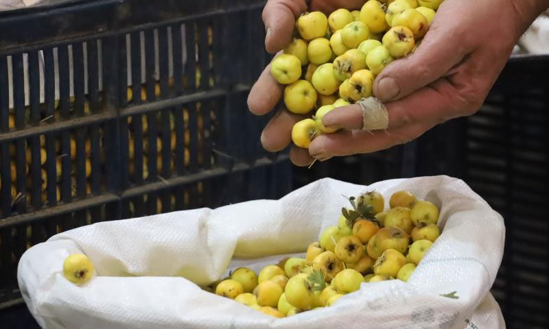 Dalından şifayla geliyor: Kalbin doğal ilacı, kilosu 100 TL - 1. Resim