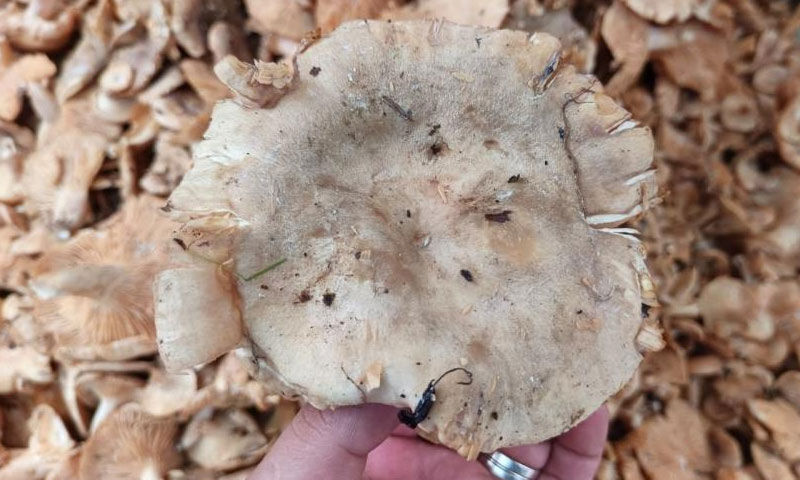 Kavurması, turşusu, mıhlaması… Sezonun gözdesi tirmit: Kilosu 250 TL’ye düştü - 4. Resim