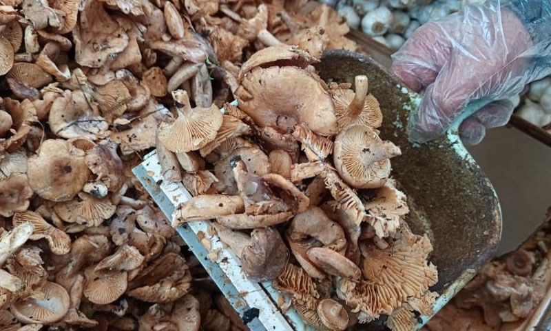 Kavurması, turşusu, mıhlaması… Sezonun gözdesi tirmit: Kilosu 250 TL’ye düştü - 3. Resim