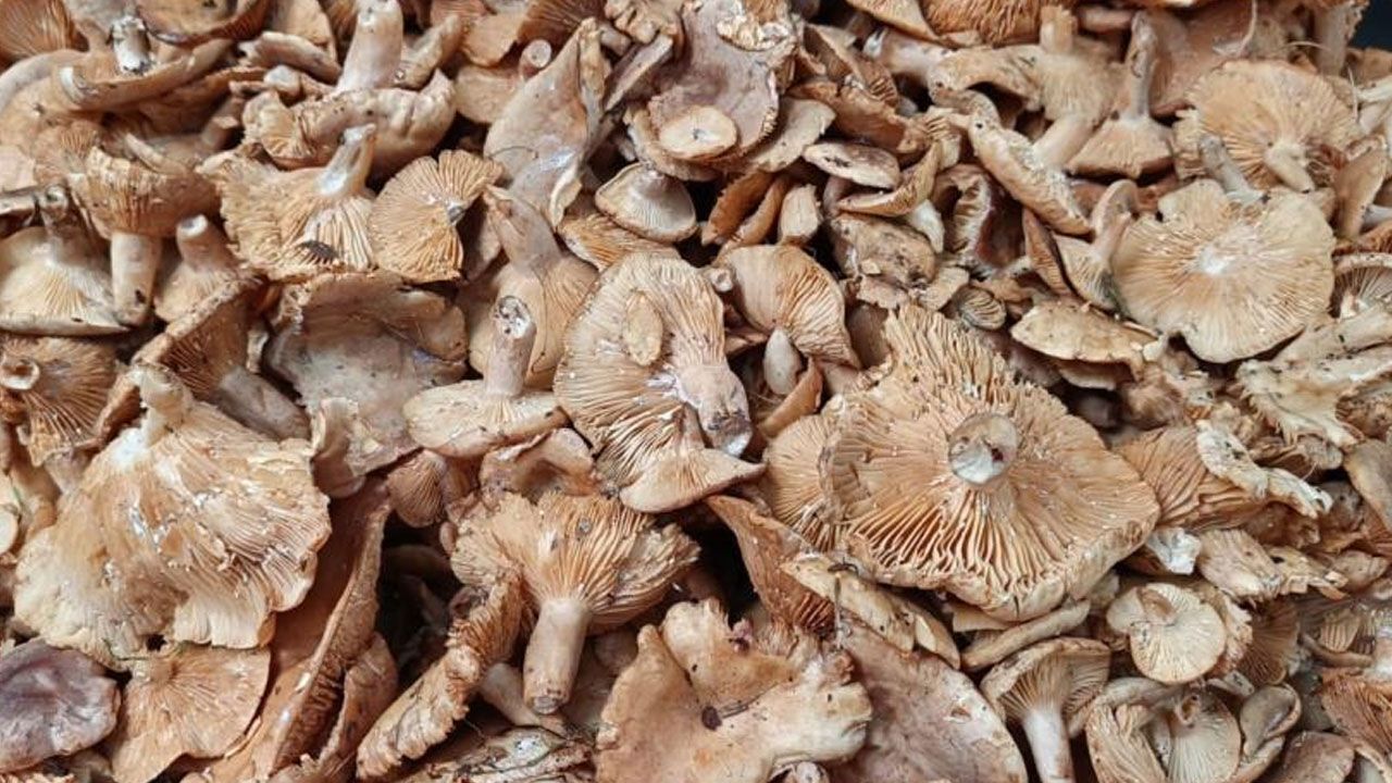 Yaşam