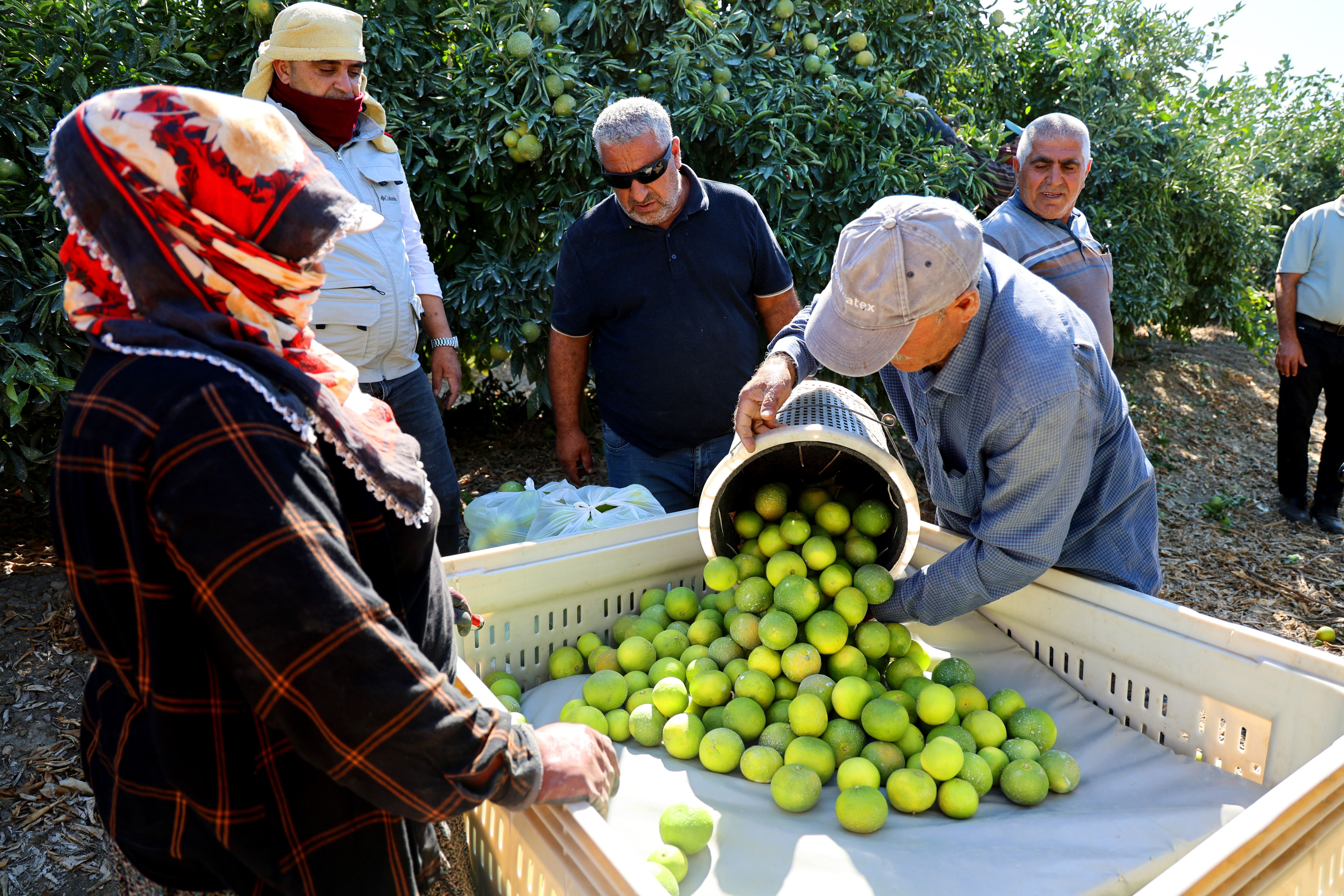 Fiyat düştü, verim arttı, üretici umutlu! Tarladan tam 1 milyon ton çıkacak Fiyat düştü, verim arttı, üretici umutlu! Tarladan tam 1 milyon ton çıkacak - 3. Resim