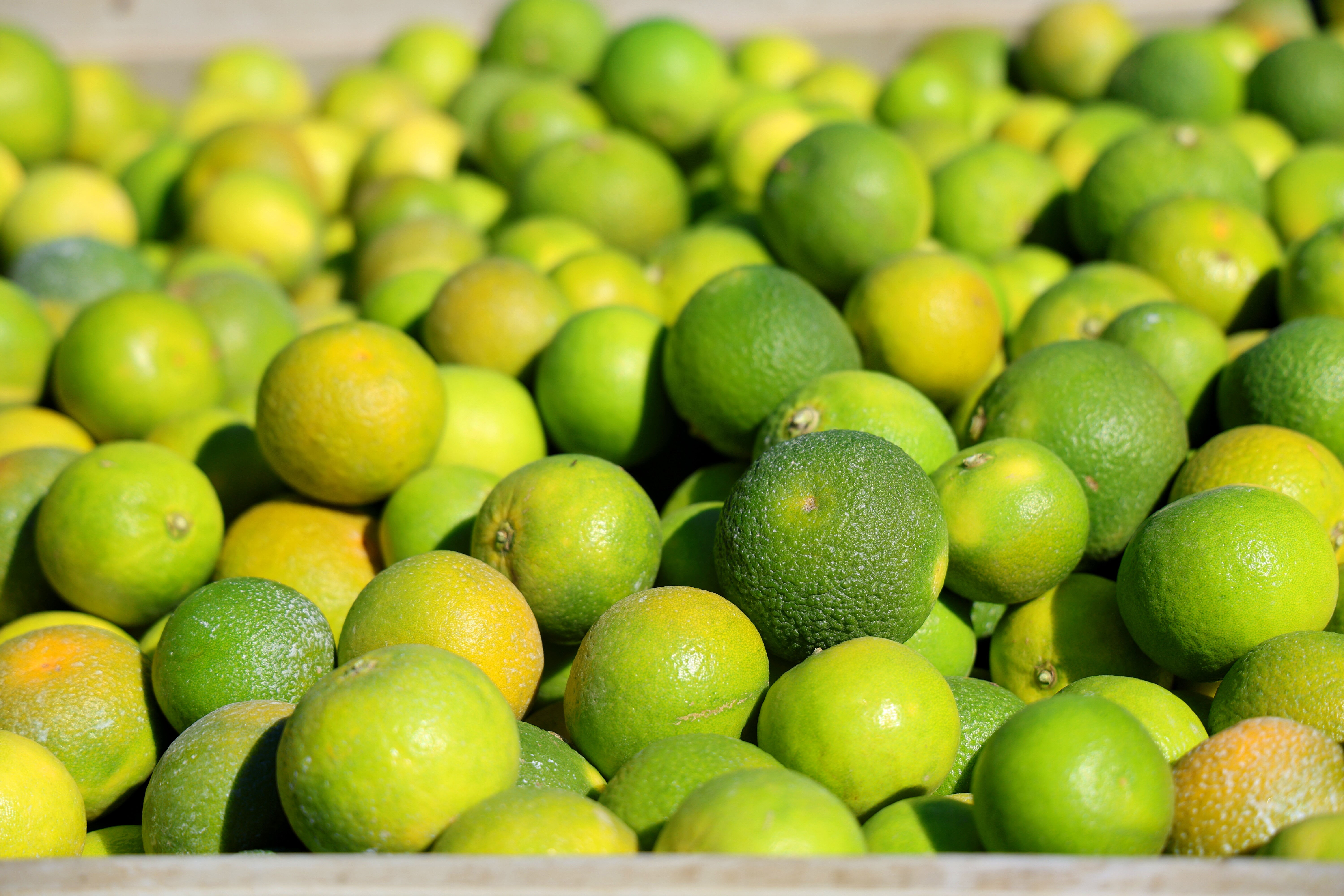 Fiyat düştü, verim arttı, üretici umutlu! Tarladan tam 1 milyon ton çıkacak Fiyat düştü, verim arttı, üretici umutlu! Tarladan tam 1 milyon ton çıkacak - 2. Resim