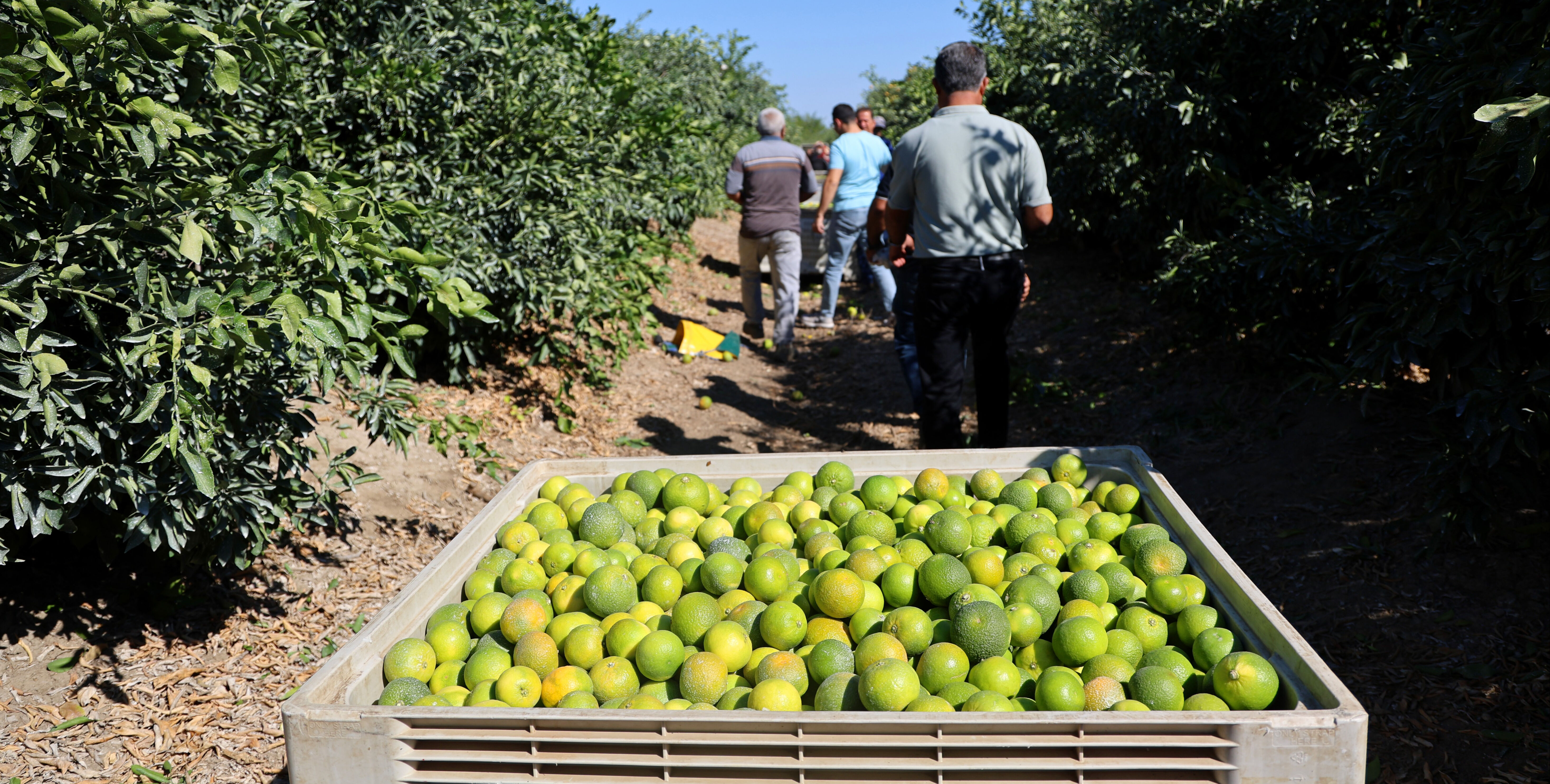 Fiyat düştü, verim arttı, üretici umutlu! Tarladan tam 1 milyon ton çıkacak Fiyat düştü, verim arttı, üretici umutlu! Tarladan tam 1 milyon ton çıkacak - 1. Resim