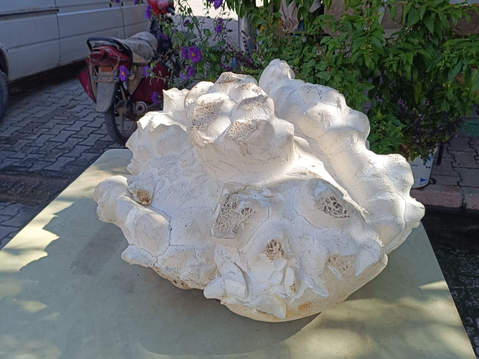 Tam 19 kilogram ağırlığında! Önce taş zannetti, yaklaştığında şaşkına döndü - 1. Resim