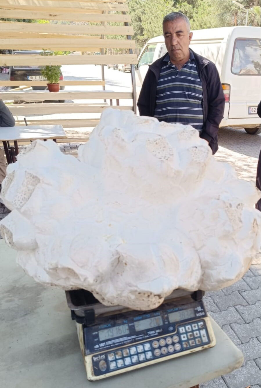 Tam 19 kilogram ağırlığında! Önce taş zannetti, yaklaştığında şaşkına döndü - 2. Resim