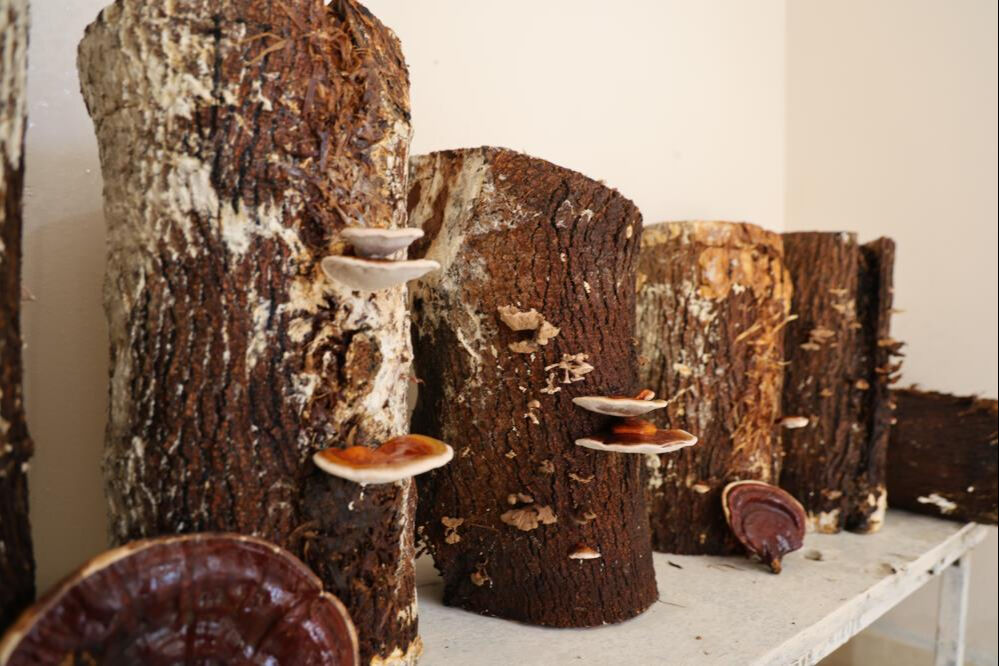 100 gramı 1.500 lira! Faydaları saymakla bitmiyor, cezaevinde seri üretime geçilecek - 3. Resim