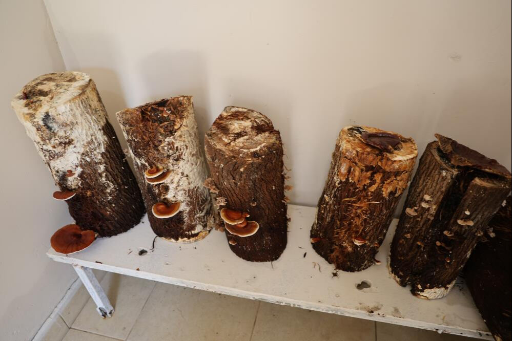 100 gramı 1.500 lira! Faydaları saymakla bitmiyor, cezaevinde seri üretime geçilecek - 2. Resim