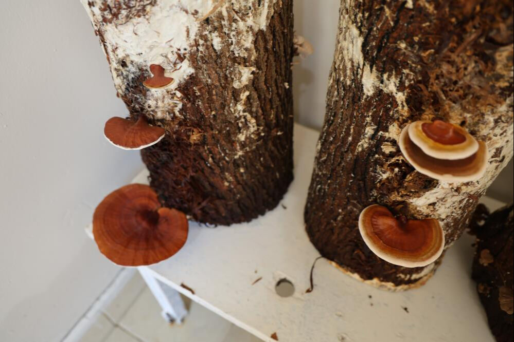 100 gramı 1.500 lira! Faydaları saymakla bitmiyor, cezaevinde seri üretime geçilecek - 1. Resim