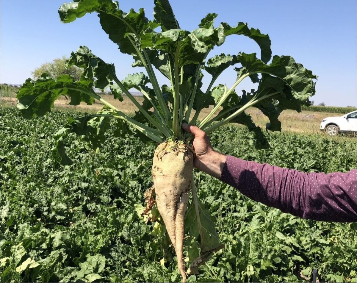 Çiftçiye çifte müjde! Erdoğan’dan 'şeker pancarı' için alım talimatı - 1. Resim