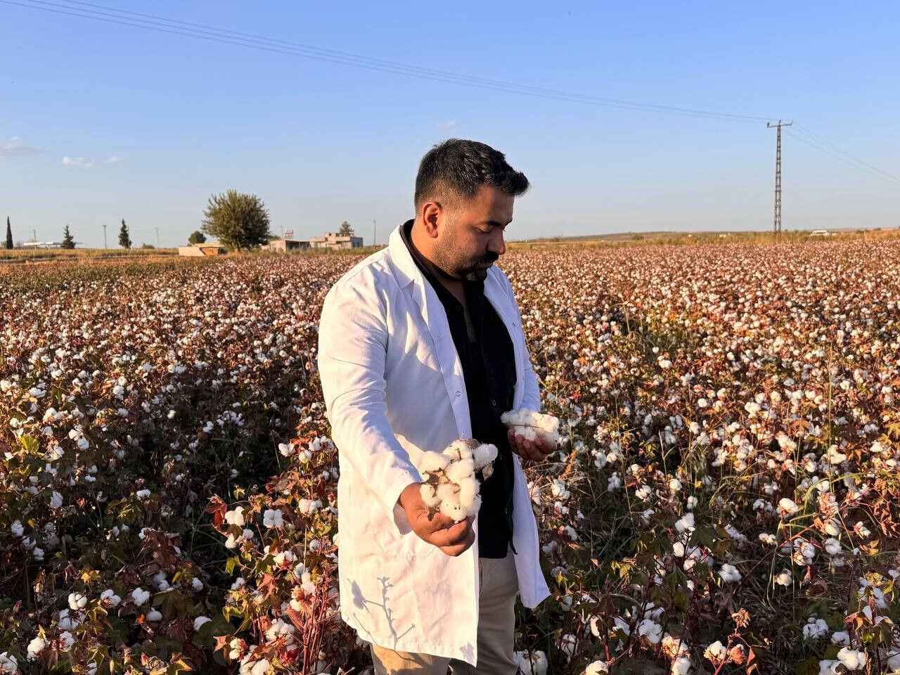 Fiyatını dolar kuru belirliyor! 'Beyaz altın'da hasat başladı - 1. Resim