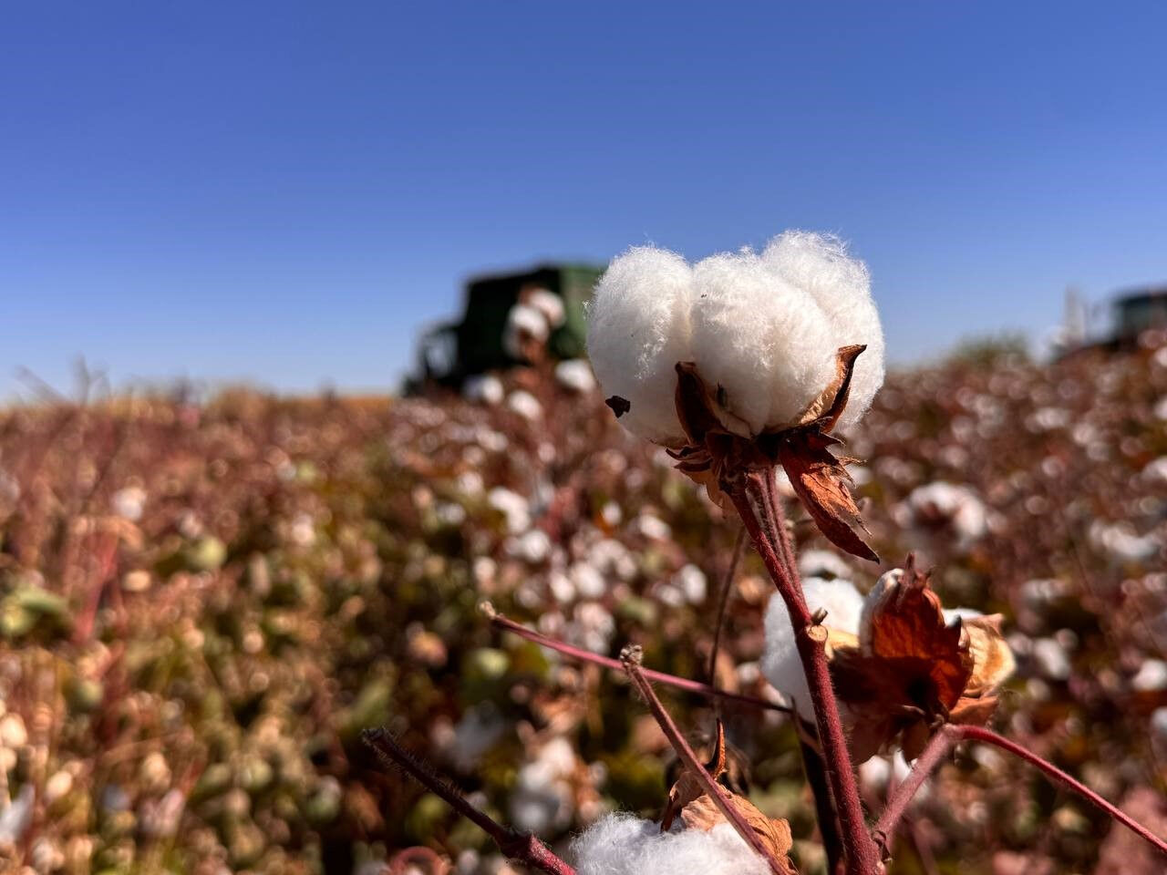 Fiyatını dolar kuru belirliyor! 'Beyaz altın'da hasat başladı - 3. Resim